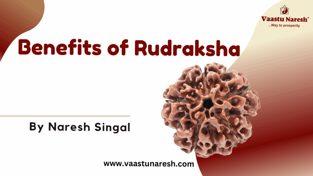 Rudraksha Benefits and Identification